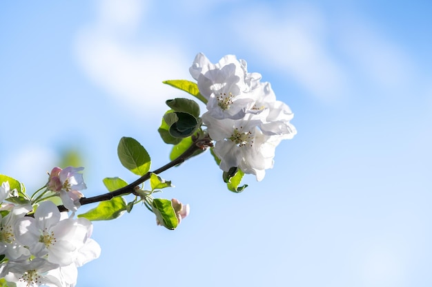 Brindilles d'arbres fruitiers avec des fleurs de pétales blanches et roses en fleurs dans le jardin de printemps