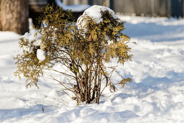 Brindilles brindilles dans la neige