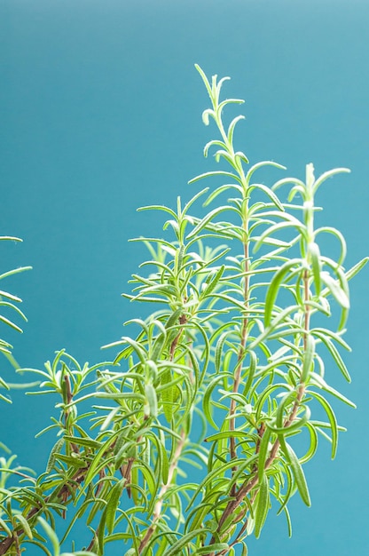 brindilles de brousse de romarin arôme d'épices vertes sur fond bleu plantes en croissance à la maison