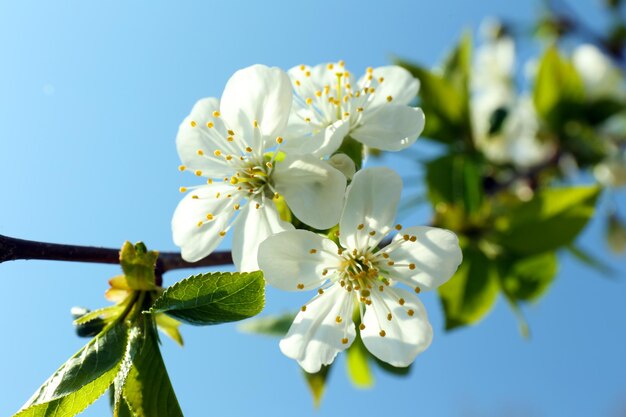Brindilles de cerisier en fleurs au printemps sur fond de ciel bleu