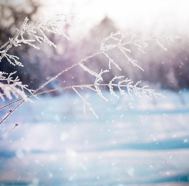 Brindilles congelées fragiles un jour d'hiver