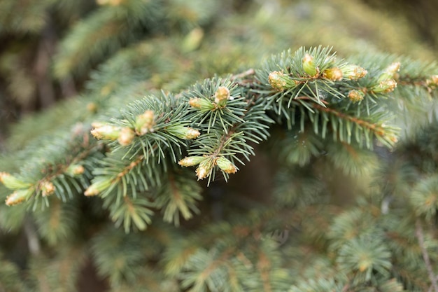 Brindilles de conifères vert une brindille de pin est placée en haut d'un fond horizontal flou illumina