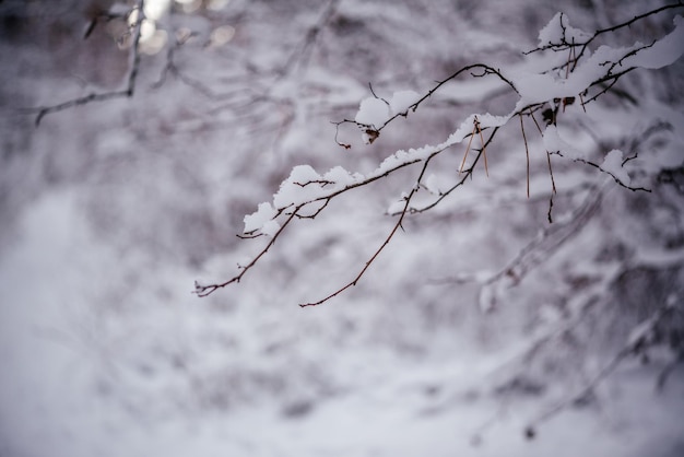 Brindilles couvertes de neige dans la forêt d'hiver