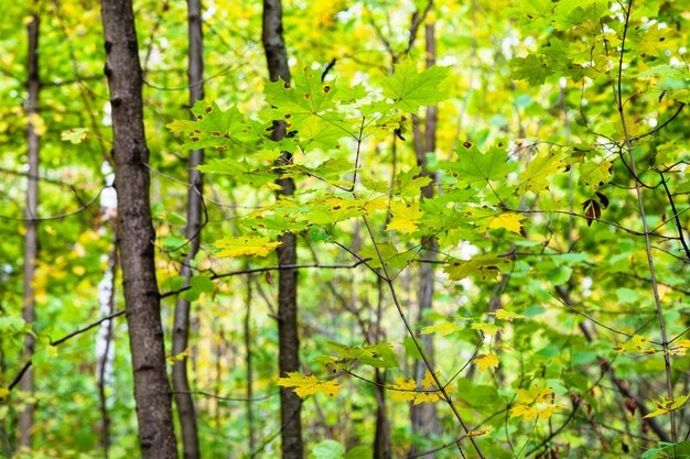 Brindilles avec des feuilles d'érable vertes et jaunes en forêt