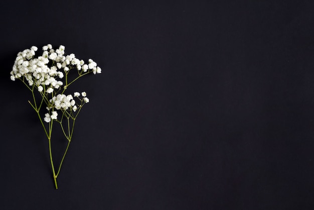 Brindilles de fleurs fraîches de plante Gypsophila comme bordure de voeux d'angle sur fond noir. Vue de dessus.