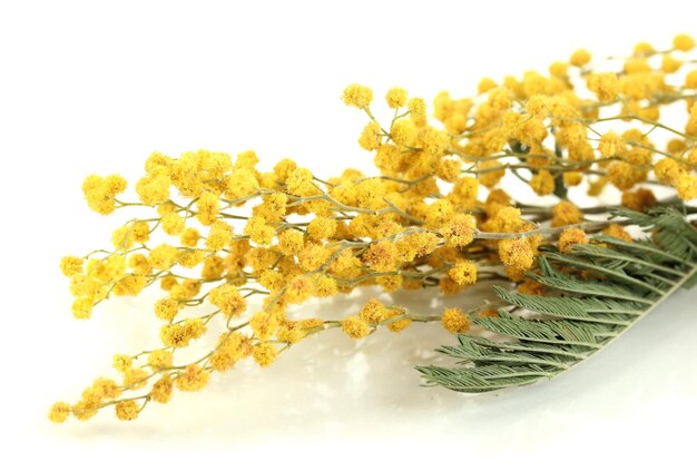 Photo brindilles de fleurs de mimosa isolées sur blanc