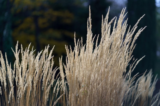 Brindilles avec des graines de canne ornementale disposées à l'extérieur avec l'éblouissement du soleil tourné par temps d'automne