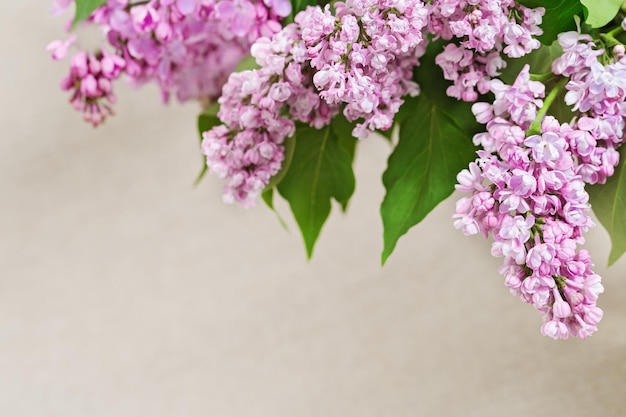 Brindilles de lilas en fleurs gros plan Fond fleuri Mise au point sélective