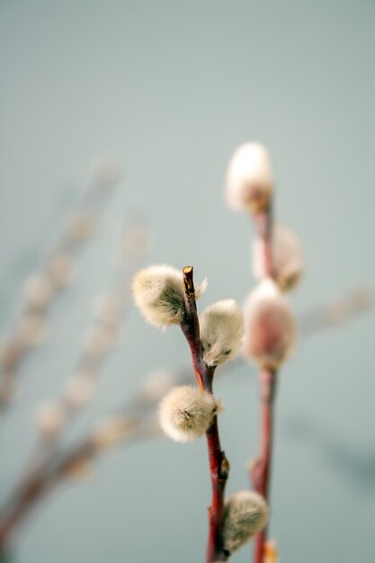 Brindilles de saule avec bourgeons gonflés sur fond gris mise au point sélective