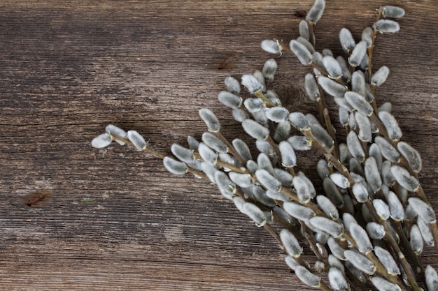 Brindilles De Saule Avec Chatons Sur Fond De Bois