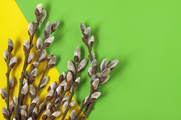 Brindilles de saule avec chatons sur fond jaune et vert, copiez l'espace sur la gauche