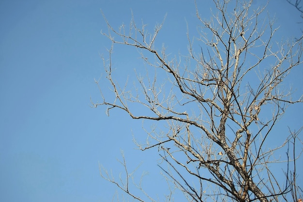 Brindilles sèches Arbres de la forêt tropicale sur fond d'écran de texture de ciel bleu