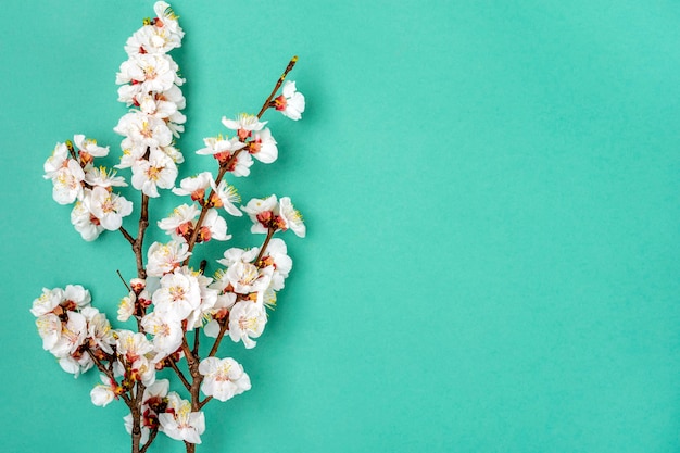 Brins De L'abricotier Avec Des Fleurs Sur Fond Bleu