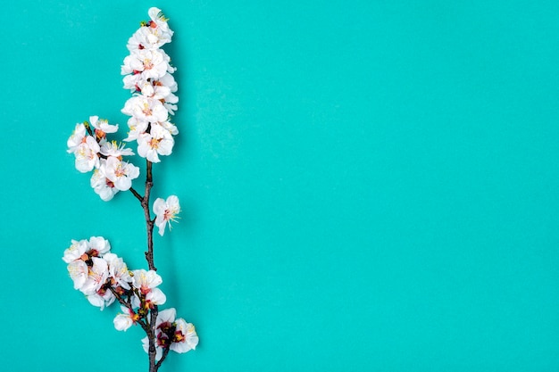 Brins d'abricotier avec des fleurs isolées sur fond bleu