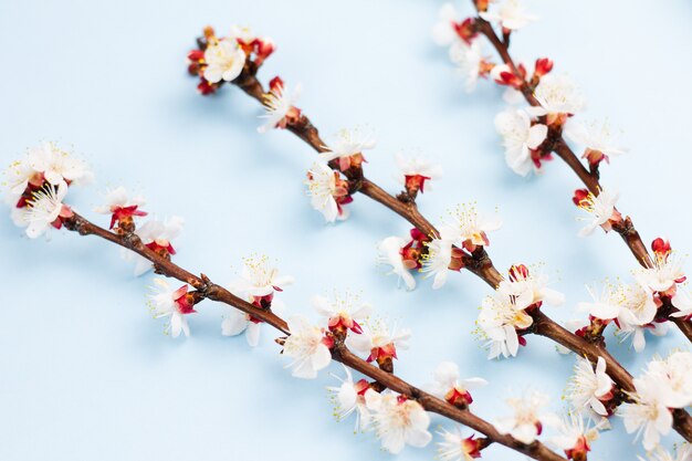 Brins d'un arbre fruitier avec des fleurs sur bleu