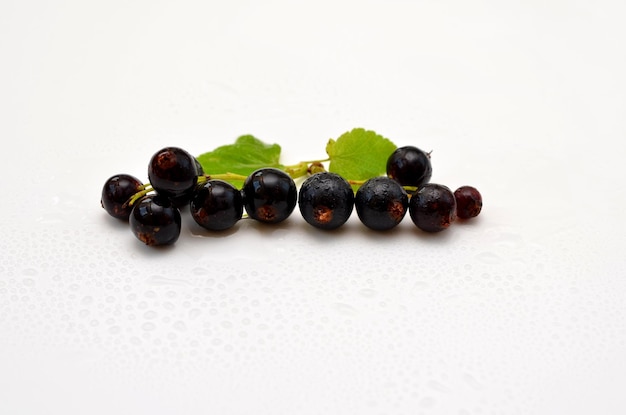 Brins de cassis en gouttes d'eau sur fond blanc