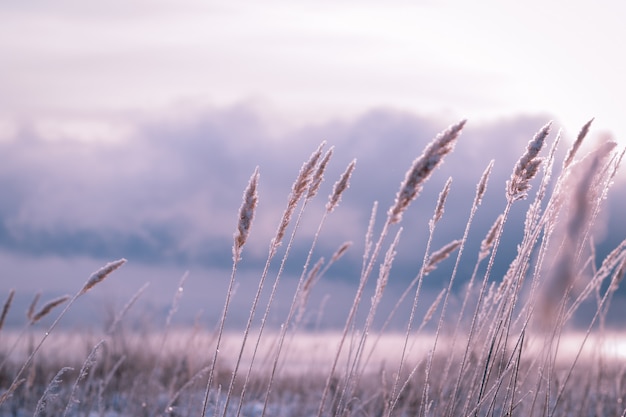 brins d'herbe en givre sur un champ nuageux