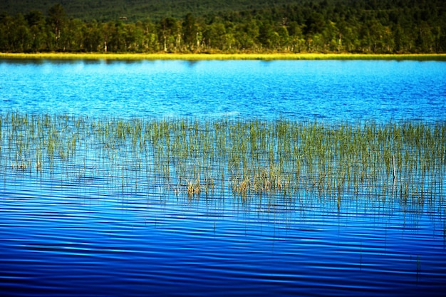 Brins d'herbe en Norvège lac paysage fond hd