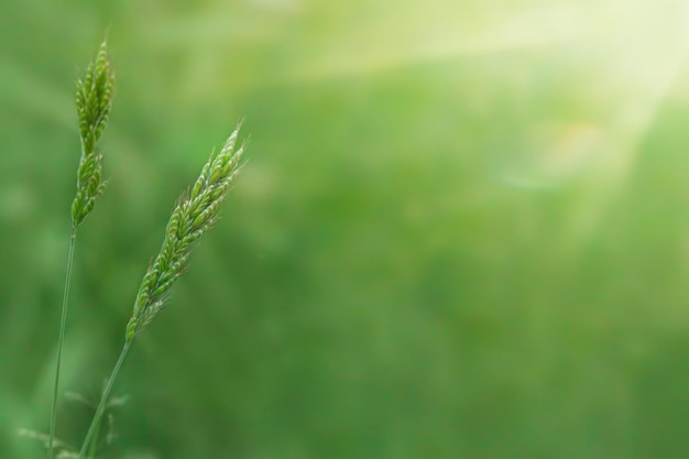 Brins d'herbe semblables à des épillets verts en gros plan sur un fond naturel dans les rayons du soleil