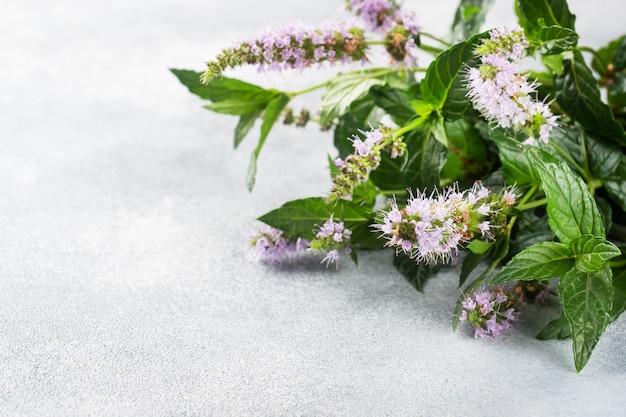 Brins de menthe fraîche avec des feuilles et des fleurs sur un fond de béton gris