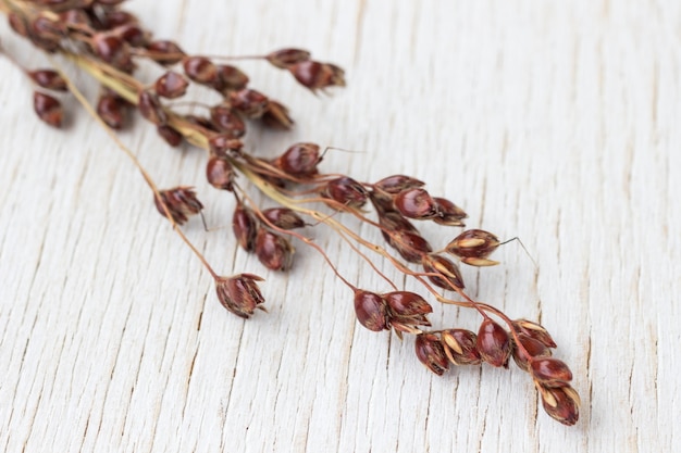 Brins de millet rouge sur blanc