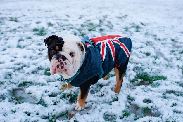 British Bulldog anglais tricolore noir en harnais bleu en promenade debout sur la neige