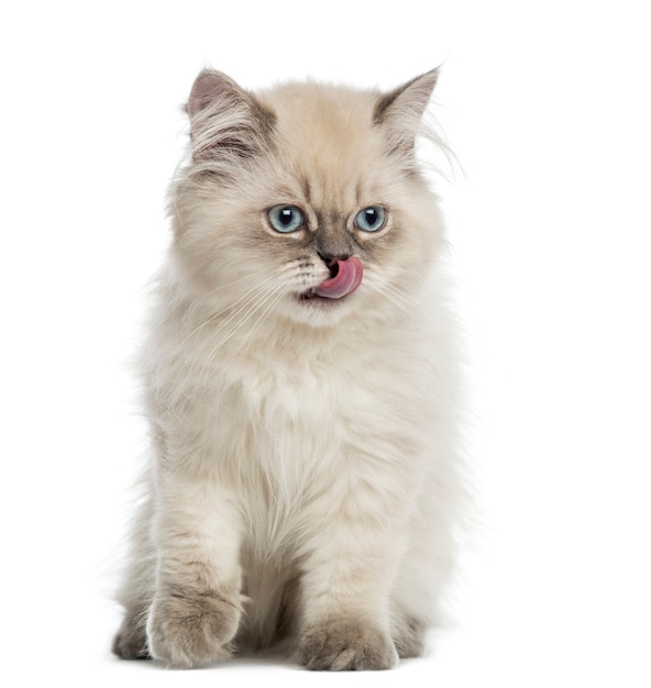 British Longhair chaton, assis, léchant