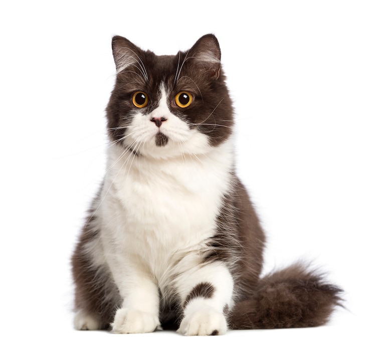 Photo british longhair sitting