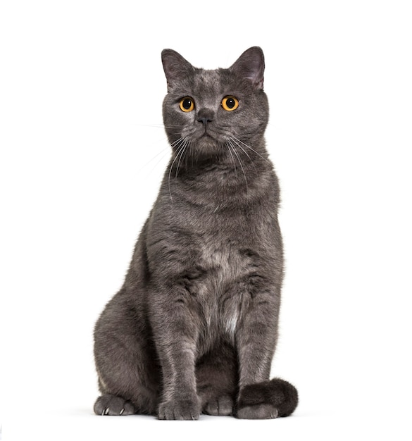 British Shorthair, 4 ans, en face de fond blanc