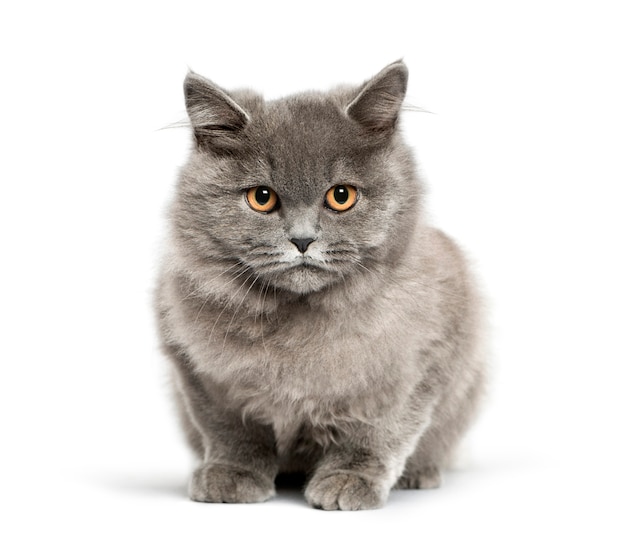 British shorthair, 5 mois, in front of white background