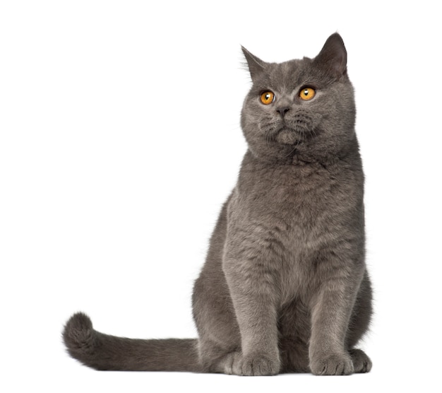 British Shorthair, 7 mois, assis