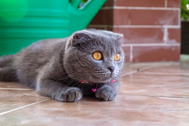 British shorthair assis sur un sol carrelé