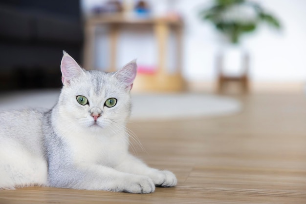 British Shorthair un chat mignon qui se détend joyeusement dans la maison Un chat blanc à poil court avec un ventre orange et des yeux vertjaune