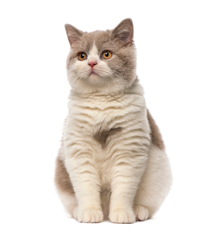 Photo british shorthair devant un mur blanc