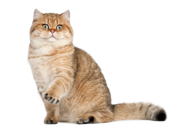 British shorthair golden shaded (7 mois)