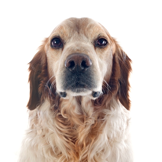 brittany spaniel