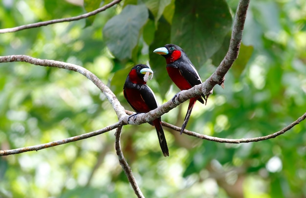 Broadbill noir et rouge Beaux oiseaux de Thaïlande