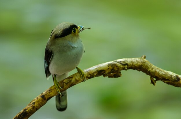 Broadbill à poitrine d&#39;argent sur une branche d&#39;arbre