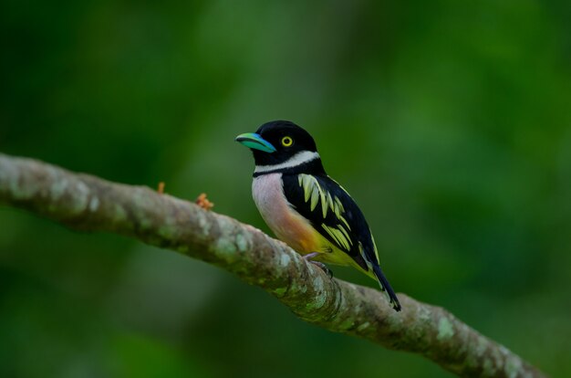 Broadbills noir et jaune perche sur un brunch