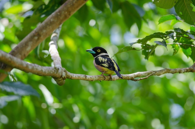 Broadbills noir et jaune perche sur un brunch