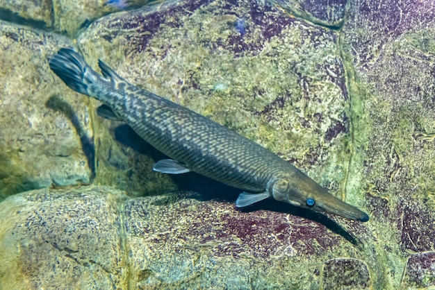 Brochet alligator dans un réservoir boueux. Animaux à l'état sauvage. Le gros plan.