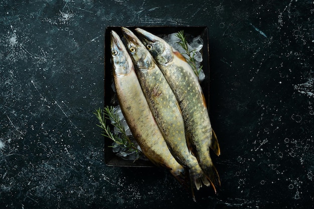 Brochet cru sur glace. Sur un fond sombre. Vue de dessus. Mise à plat.