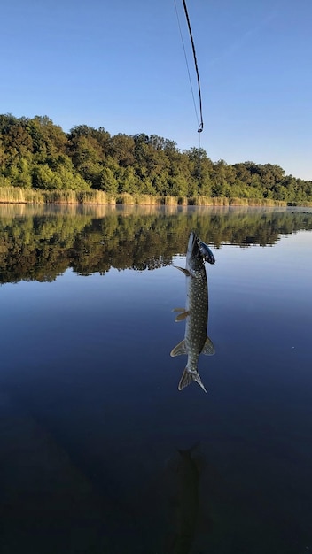 Photo le brochet de pêche est parti.