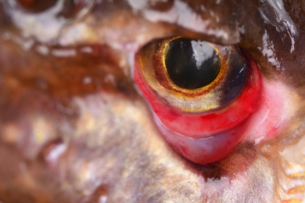 Brochet poisson oeil