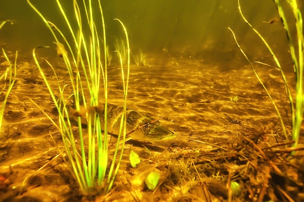 brochet sous l'eau, poisson prédateur en eau douce