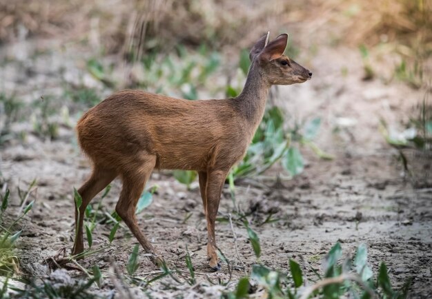 Brocket grisMazama gouazoubiraMato Grosso au Brésil