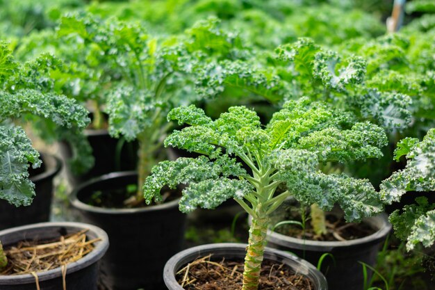 Brocoli bio au potager