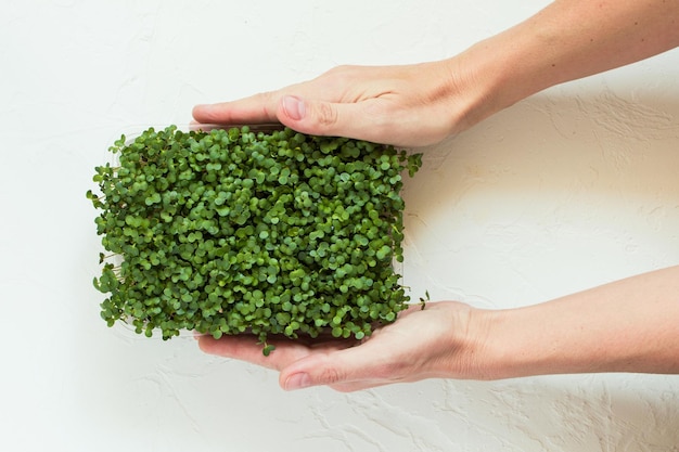 Brocoli micro-vert dans un récipient de culture dans la main d'une femme