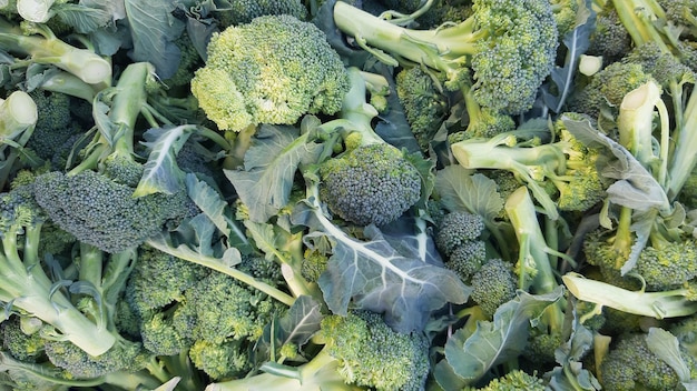 Le brocoli vert en tant que concept d'alimentation saine de produits frais du jardin cultivés biologiquement comme symbole de santé. Fermer