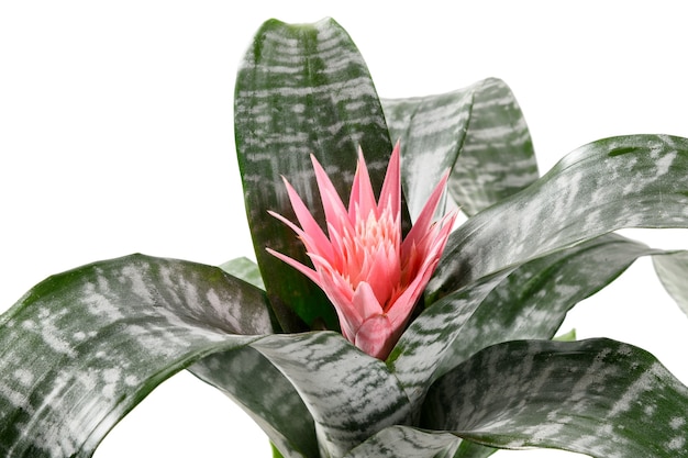 Bromelia aechmea primera épiphyte plante avec fleur rose isolé sur blanc